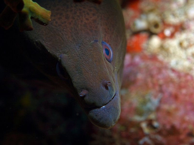 Moray eel, Batee Tokong